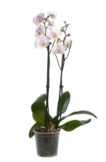 Orquídea Phalaenopsis Branca - Florisbella - Matriz Campinas