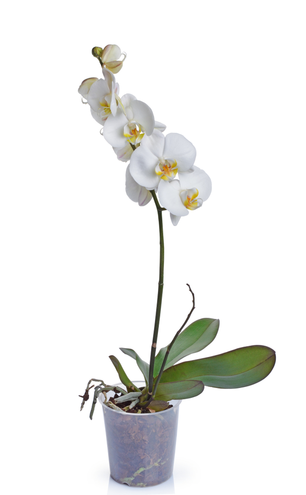 Mini Orquídea Phalaenopsis Branca - Florisbella - Matriz Campinas