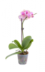Mini Orquídea Phalaenopsis Rosa