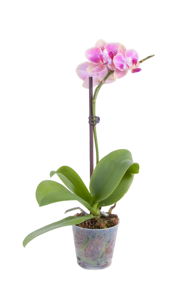 Mini Orquídea Phalaenopsis Rosa - Florisbella - Matriz Campinas