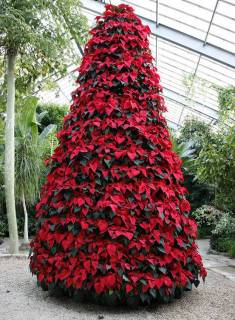 Árvore Natal Viva - Florisbella - Matriz Campinas Árvore Natal Viva - Florisbella - Matriz Campinas