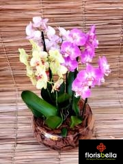 Requinte Colorido - Orquídeas