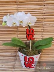 Orquídeas Love Love