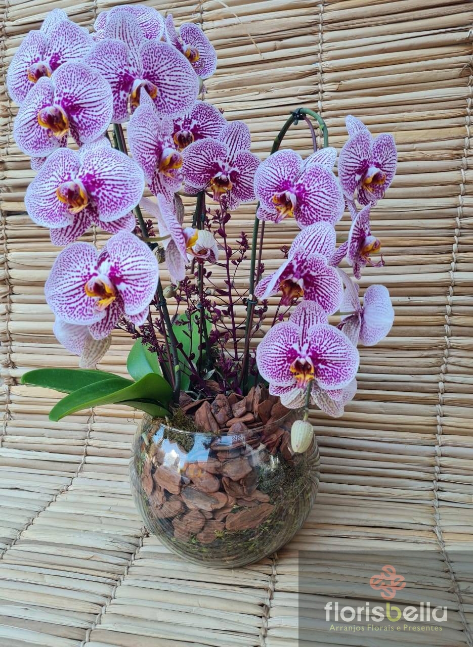 EXUBERANTE - Orquídea Phalaenopsis - Florisbella - Matriz Campinas