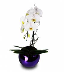 Orquídea Energia Extravagante