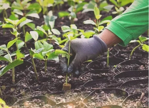 Terra Vegetal Adubada 25 Litros Terra Boa 100% Orgânico