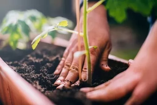 Terra Vegetal Adubada 25 Litros Terra Boa 100% Orgânico