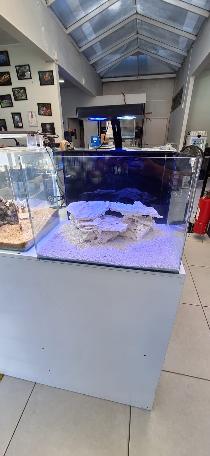 Aquário Marinho 77 litros - Aquamazing Fish Store