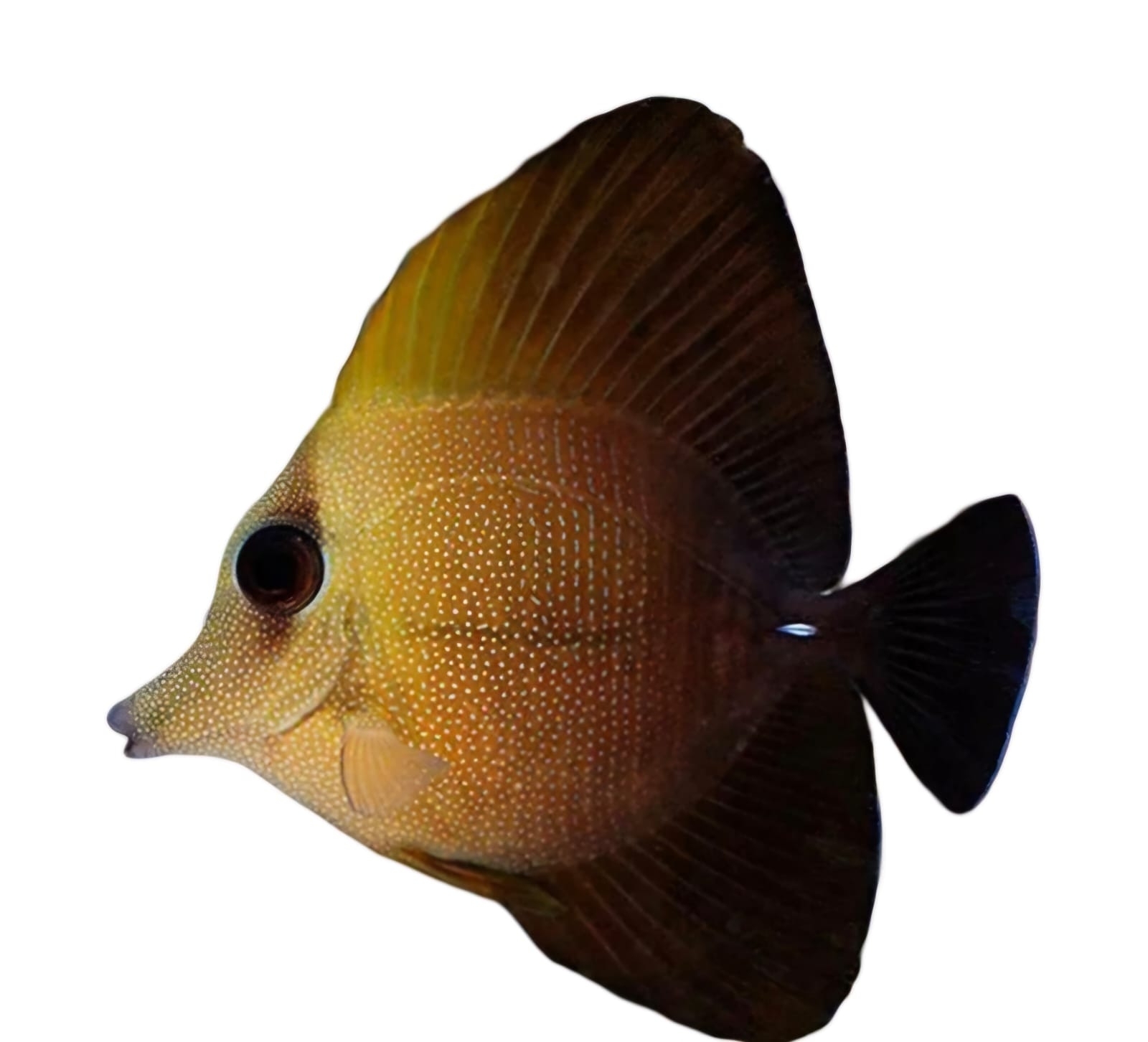 Tang Scopas